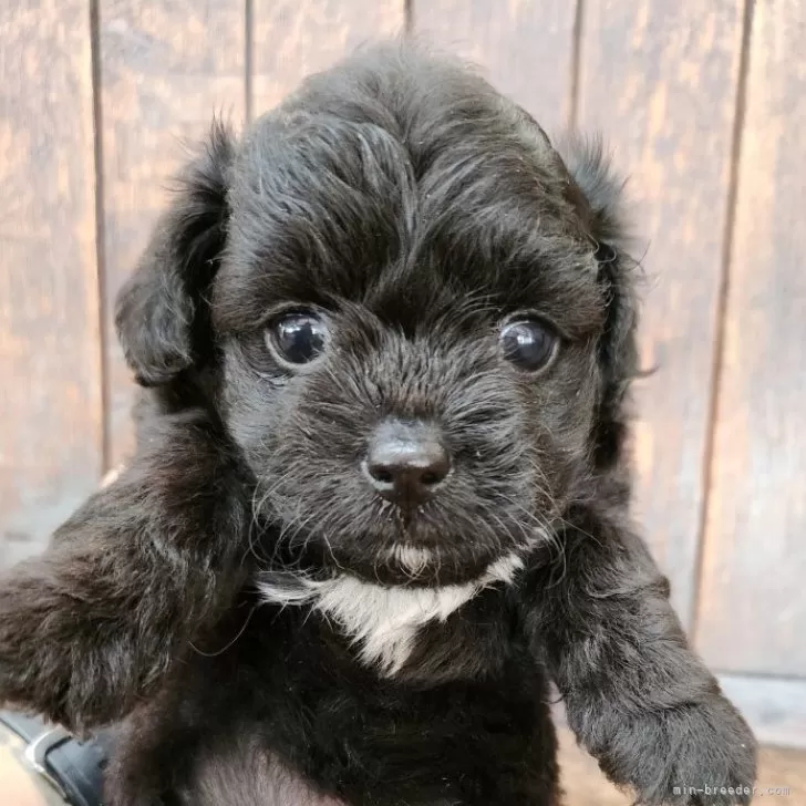 ID：2406-06076の子犬