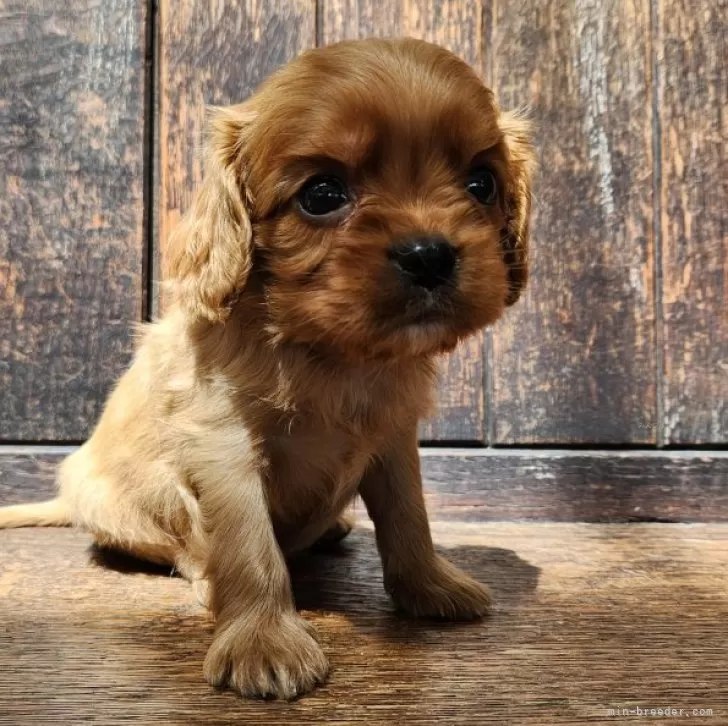 ID：2408-05739の子犬