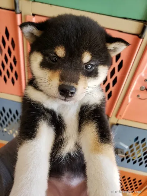 ID：2201-03580の子犬