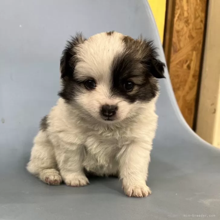 ID:2404-00748の子犬