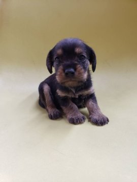 ミックス(ミニチュアシュナウザー×キャバリア)【大阪府・男の子・2022年7月17日・ワイルドボア】の写真「ミックス(ミニチュアシュ×キャバリア)男の子です！」