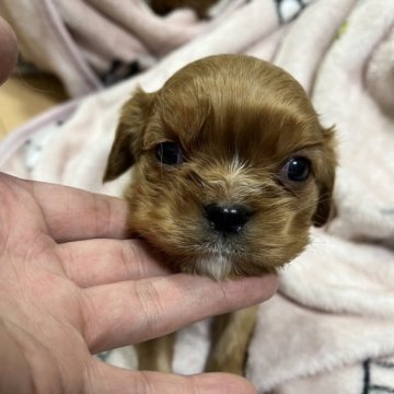 キャバリア【大阪府・女の子・2022年12月3日・ルビー】の写真「可愛いキャバリアの女の子です♫」