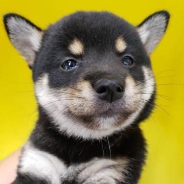 柴犬(豆柴)【大阪府・女の子・2022年7月10日・黒】の写真「可愛い豆柴が産まれました！4頭兄弟です。」