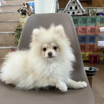 ポメラニアン【大阪府・男の子・2023年11月14日・ビーバーカラー】の写真「レアカラーのビーバーカラーです🐶」