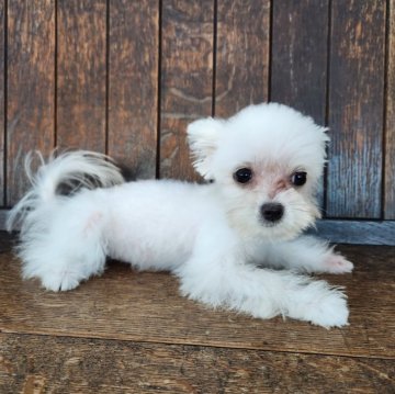 マルプー(トイプードル×マルチーズ)【大阪府・女の子・2024年3月23日・ホワイト】の写真「マルチーズ寄りのキュートなマルプーちゃん💖」