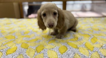 ミックス(カニヘンダックス×Mダックス)【大阪府・男の子・2022年9月19日・クリーム】の写真「クリームの可愛い男の子です。」