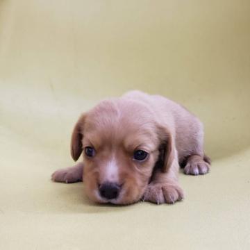 ミックス(キャバリア×ビーグル)【大阪府・女の子・2022年10月10日・ゴールド】の写真「父キャバリア×母ビーグルのミックスの子です！」