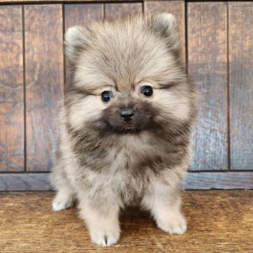 ポメラニアン【大阪府・女の子・2024年5月21日・ウルフセーブル】の写真「お顔と体型がとても可愛いタヌキの様なポメラニアン」