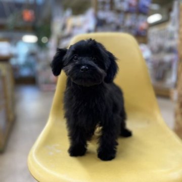ミックス(ポメラニアン×ヨークシャテリア)【大阪府・男の子・2022年9月29日・ブラック】の写真「ミックス(ポメラニアン×ヨークシャテ)男の子です！」