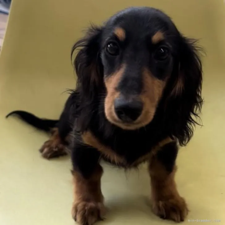 ID：2207-00902の子犬