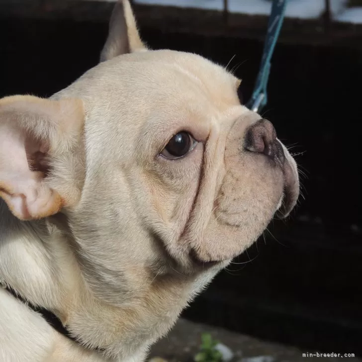 Bambi 様のお迎えした子犬