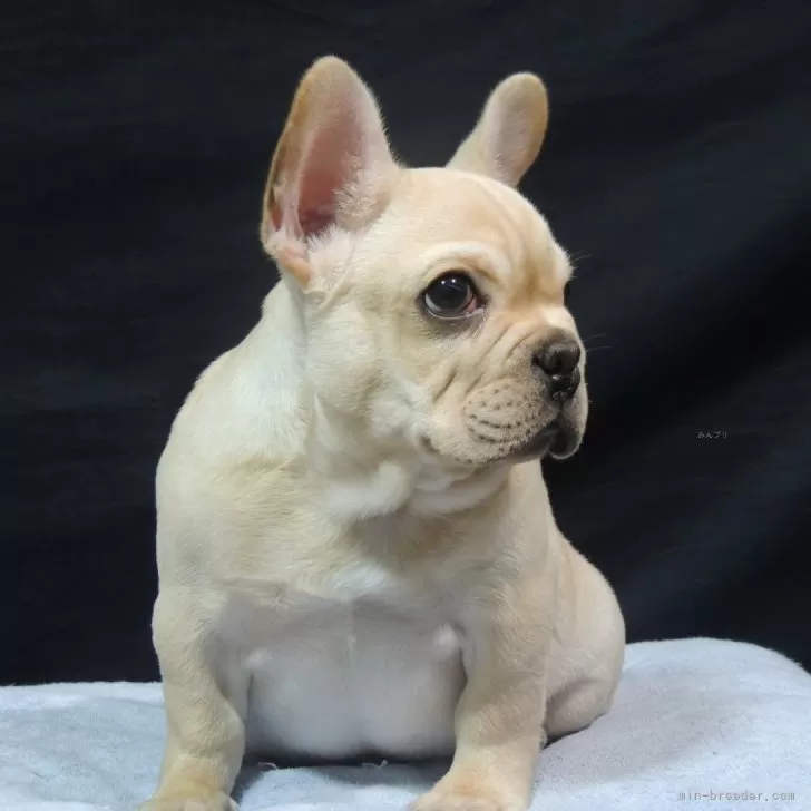 ID：2510-00285の子犬