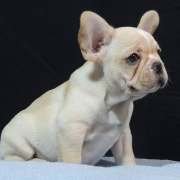 フレンチブルドッグ【新潟県・男の子・2025年6月23日・クリーム】の写真「★アメリカチヤンピオンの仔犬★」