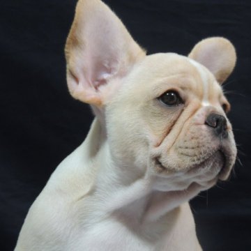 フレンチブルドッグ【新潟県・男の子・2025年6月23日・クリーム】の写真「★アメリカチヤンピオンの仔犬★」