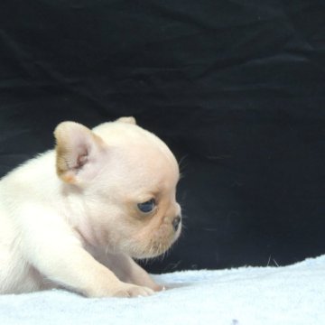フレンチブルドッグ【新潟県・男の子・2025年6月23日・クリーム】の写真「★アメリカチヤンピオンの仔犬★」