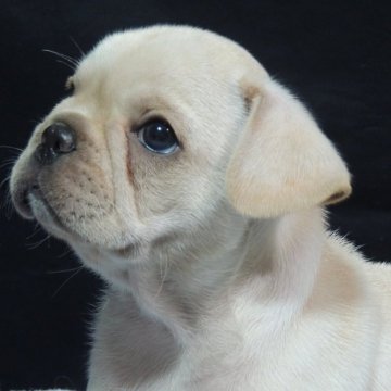 フレンチブルドッグ【新潟県・女の子・2025年7月7日・クリーム】の写真「★血統優秀めっちゃかわいい女の子★」