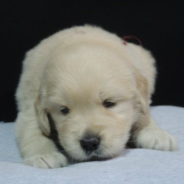 ゴールデンレトリバー【新潟県・女の子・2025年5月28日・ゴールド】の写真「★　血統優秀・チヤンピオンの仔犬★」