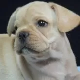 フレンチブルドッグ