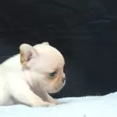フレンチブルドッグ