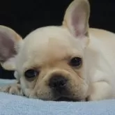 フレンチブルドッグ