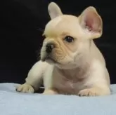 フレンチブルドッグ