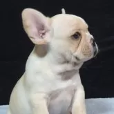 フレンチブルドッグ
