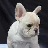 フレンチブルドッグ【新潟県・女の子・2025年7月14日・クリーム】の写真1
