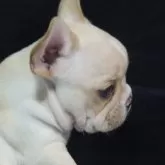 フレンチブルドッグ