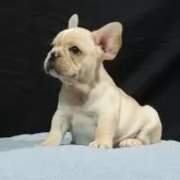 フレンチブルドッグ
