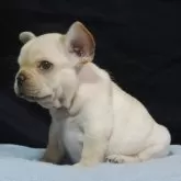 フレンチブルドッグ