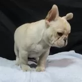 フレンチブルドッグ【新潟県・女の子・2025年7月14日・クリーム】の写真6