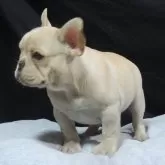 フレンチブルドッグ【新潟県・女の子・2025年7月14日・クリーム】の写真5