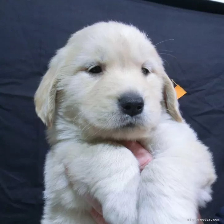Y.T 様のお迎えした子犬