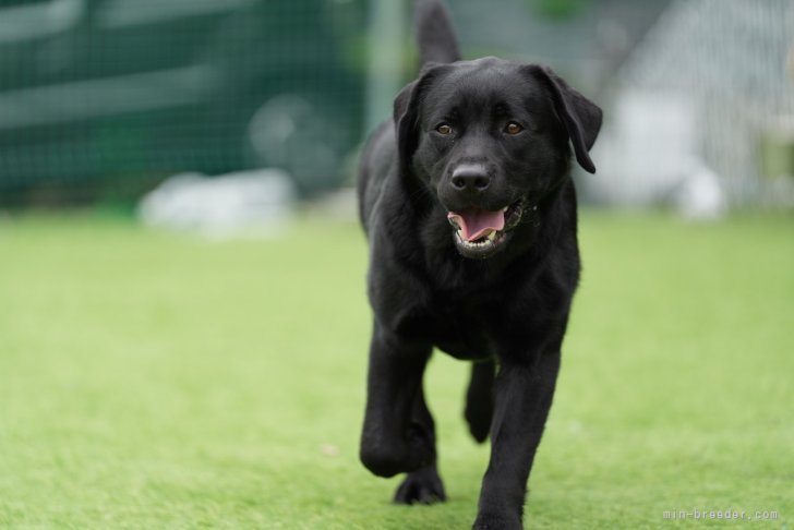 足立友理ブリーダーのブログ：愛犬撮影体験会に参加