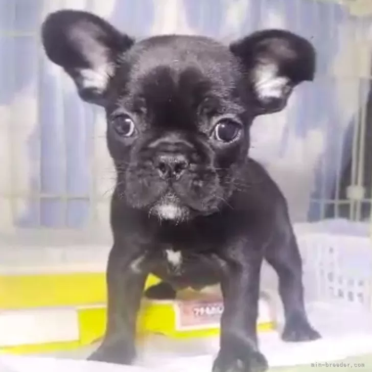 ID:2501-04400の子犬