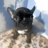 フレンチブルドッグ