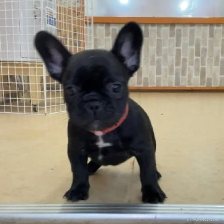 ID：2308-00517の子犬