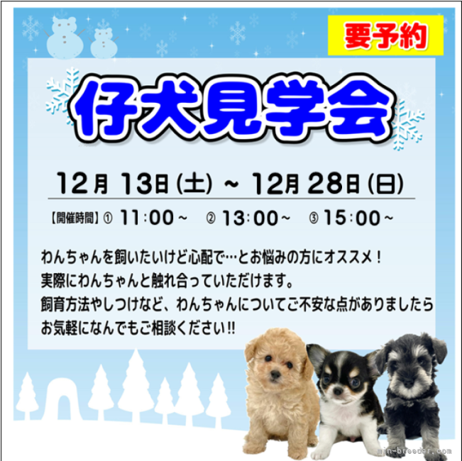 仔犬見学会開催中🐶予約制となるので、気兼ねなくお問い合わせ下さい♪｜大江　昇(おおえ　のぼる)ブリーダー(三重県・ミニチュアシュナウザーなど・JKC登録)の紹介写真1