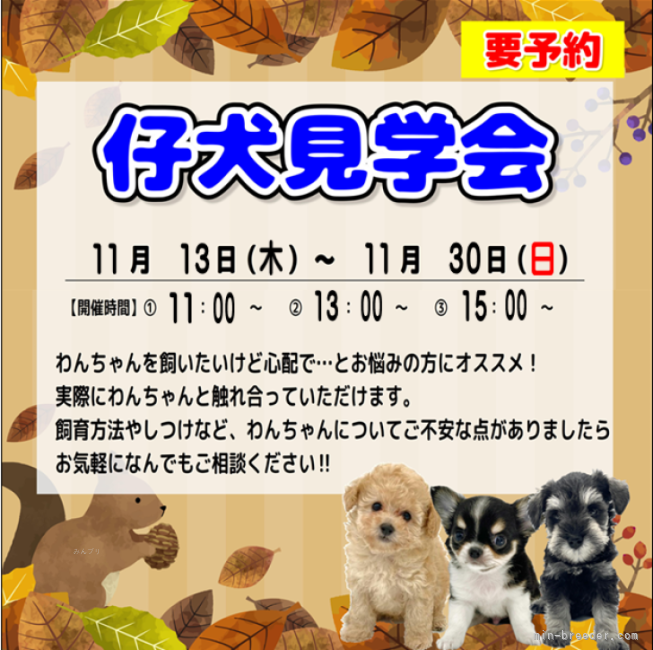 仔犬見学会開催中🐶予約制となるので、気兼ねなくお問い合わせ下さい♪｜大江　昇(おおえ　のぼる)ブリーダー(三重県・ミニチュアシュナウザーなど・JKC登録)の紹介写真1