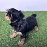 ヨークシャーテリア【三重県・男の子・2024年10月16日・スチールブルー&タン】の写真7