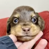 ミニチュアダックスフンド(ロング)【三重県・女の子・2024年11月4日・チョコレート&タン】の写真6