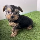 ヨークシャーテリア【三重県・男の子・2024年10月16日・スチールブルー&タン】の写真6