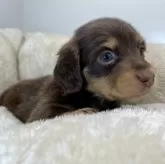 ミニチュアダックスフンド(ロング)【三重県・女の子・2024年11月4日・チョコレート&タン】の写真4