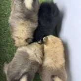 ポメラニアン【三重県・男の子・2025年10月2日・オレンジセーブル】の写真14「ご飯食べてます🍚」