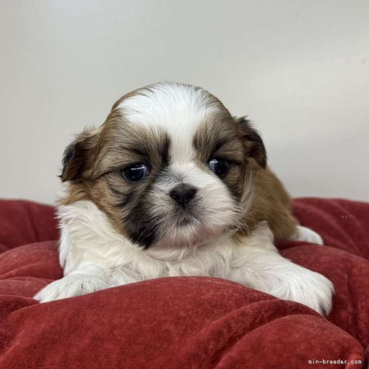 ブリーダー画像