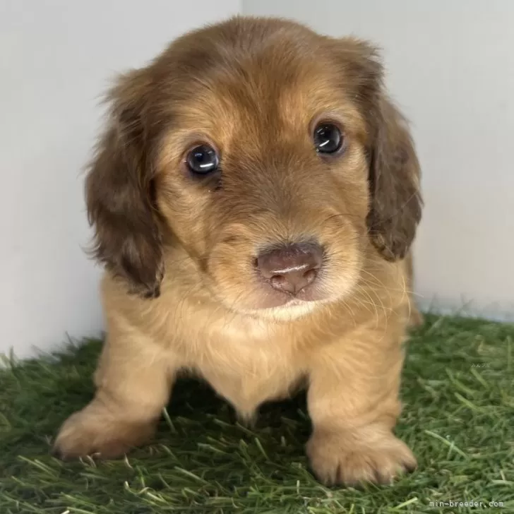 N.K 様のお迎えした子犬