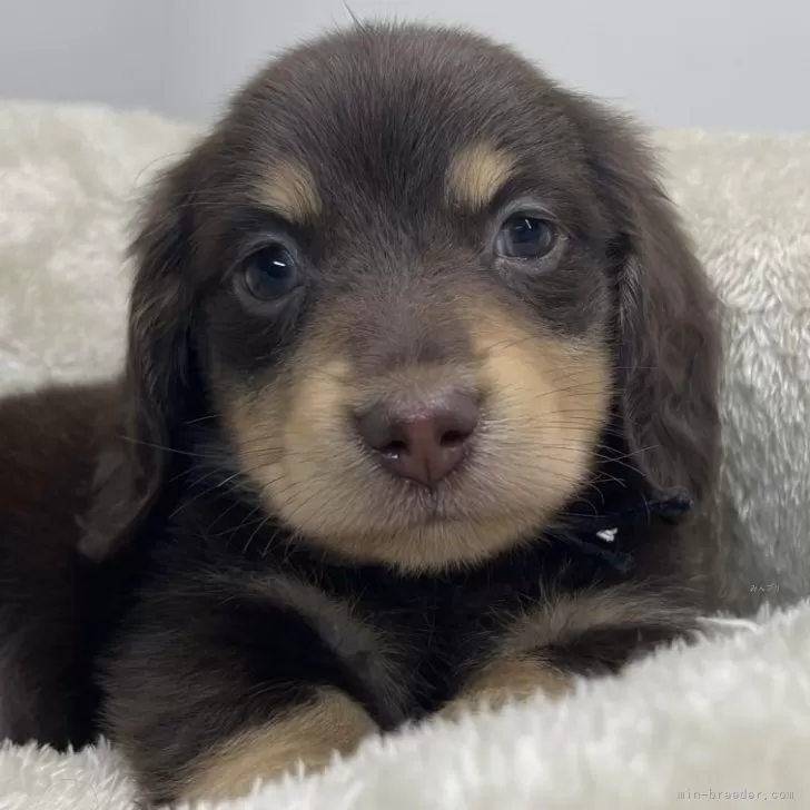 ID：2507-03336の子犬