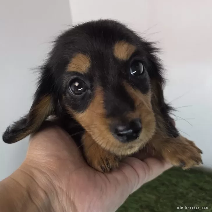 ID：2508-07090の子犬