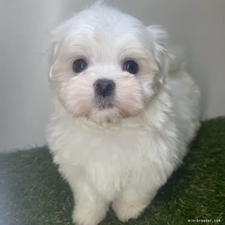 マルチーズ【三重県・女の子・2025年9月21日・ホワイト】の写真1