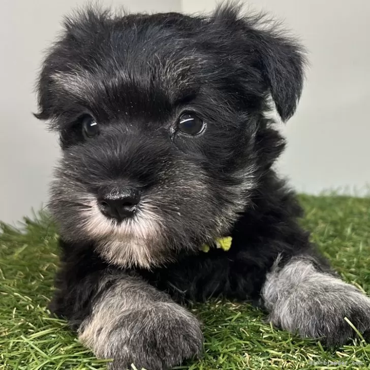 ミニチュアシュナウザー【三重県・女の子・2025年10月6日・ブラック&amp;シルバー】の写真1
